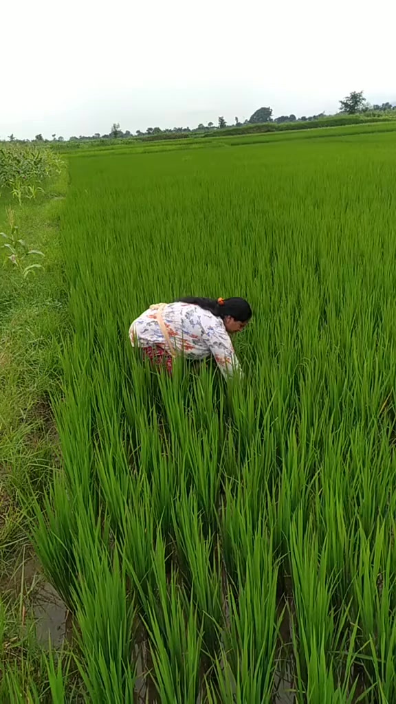@krishanapokhrel