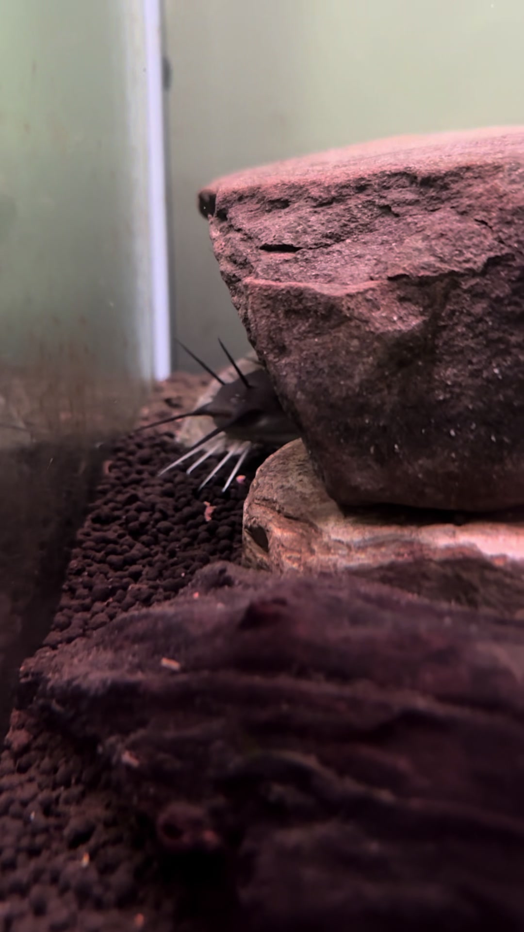 @shrimp.and.chill