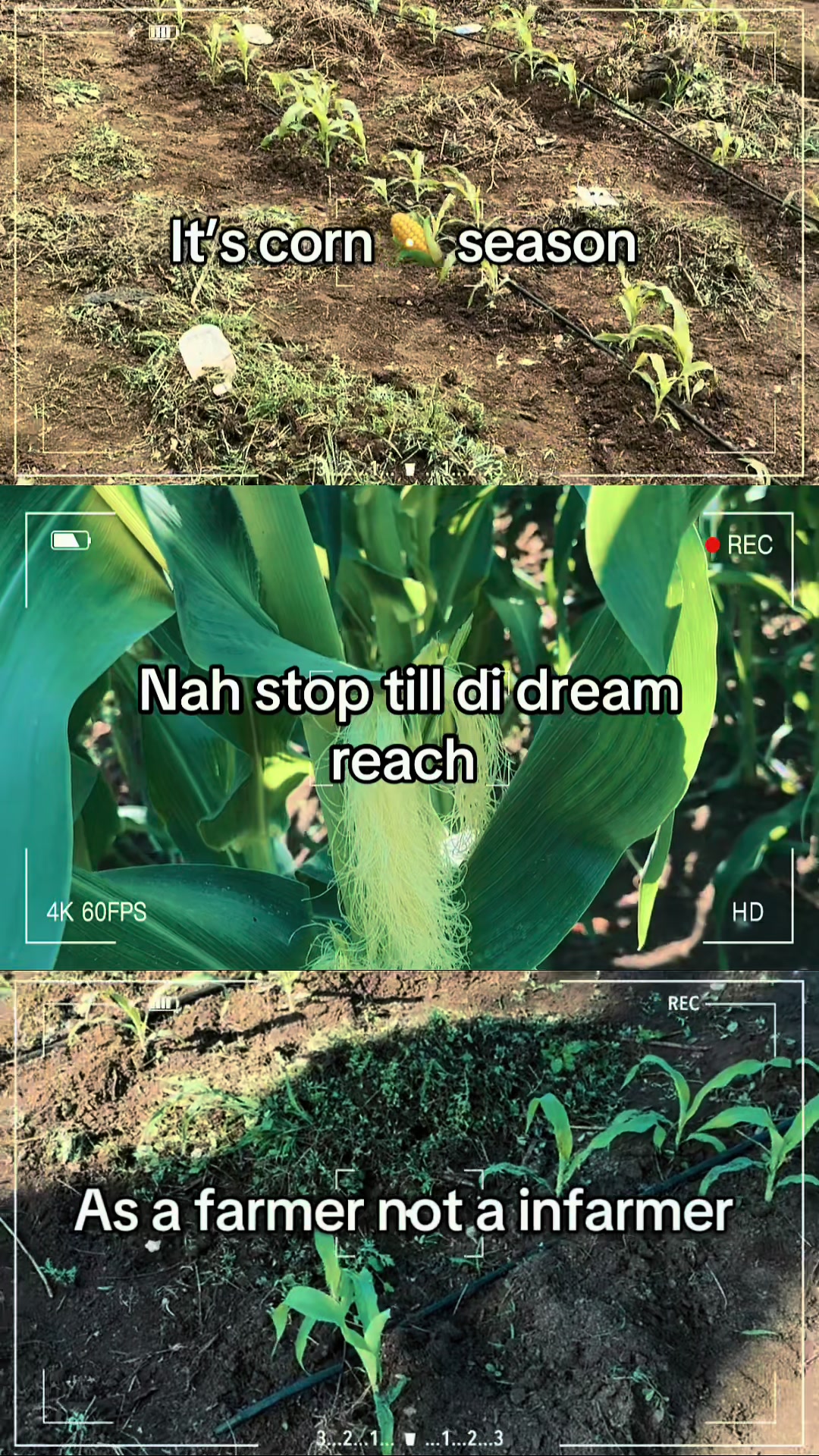 @KK Farm Fresh LTD.🇯🇲