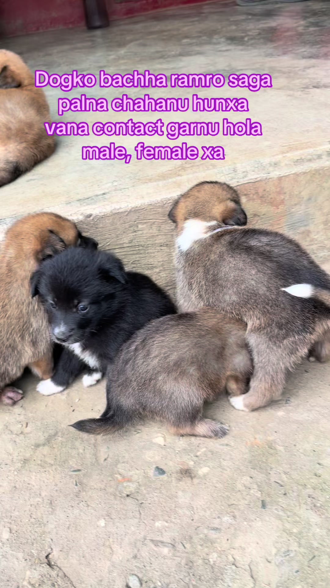 @🧿Mayara pukuli🐕🧿
