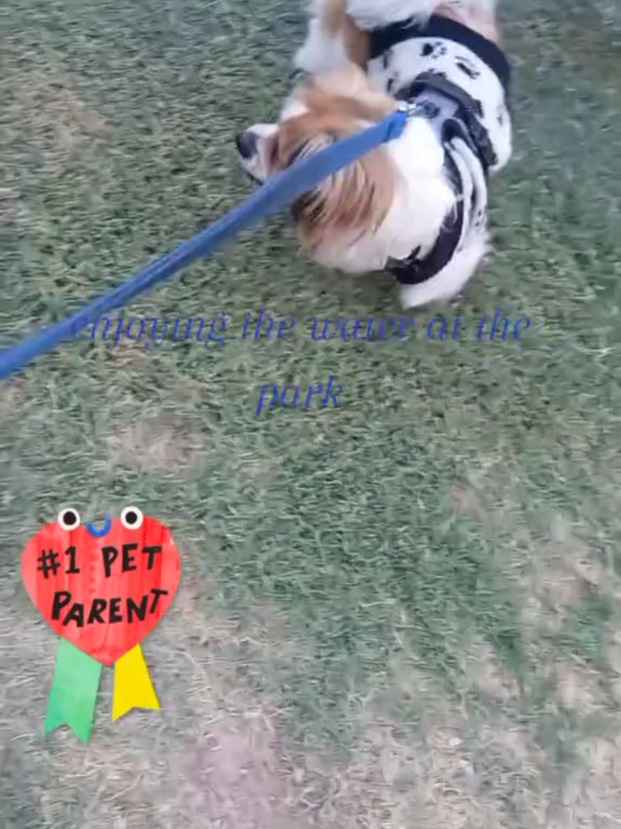 @dailydogquotes