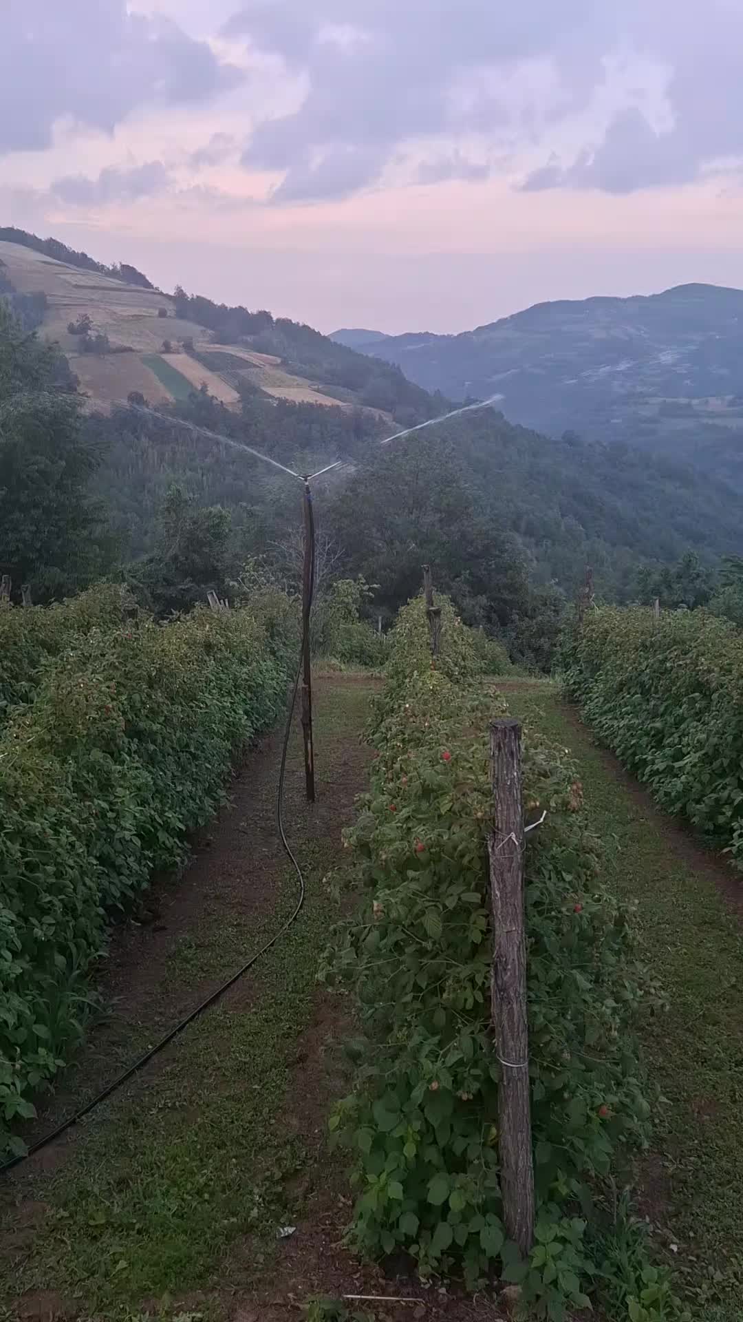 @P.G. JANKOVIC
