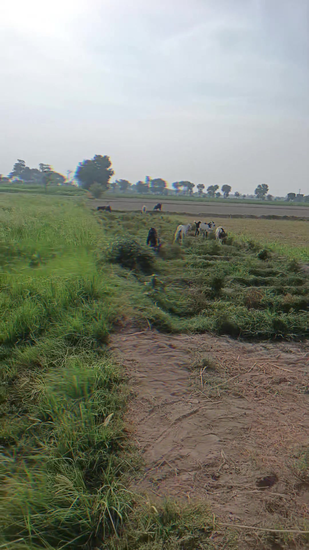 @Babur Gujjar