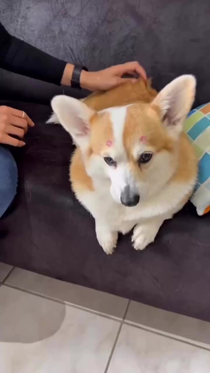 @Vila Dog | Daycare | Hotel Pet