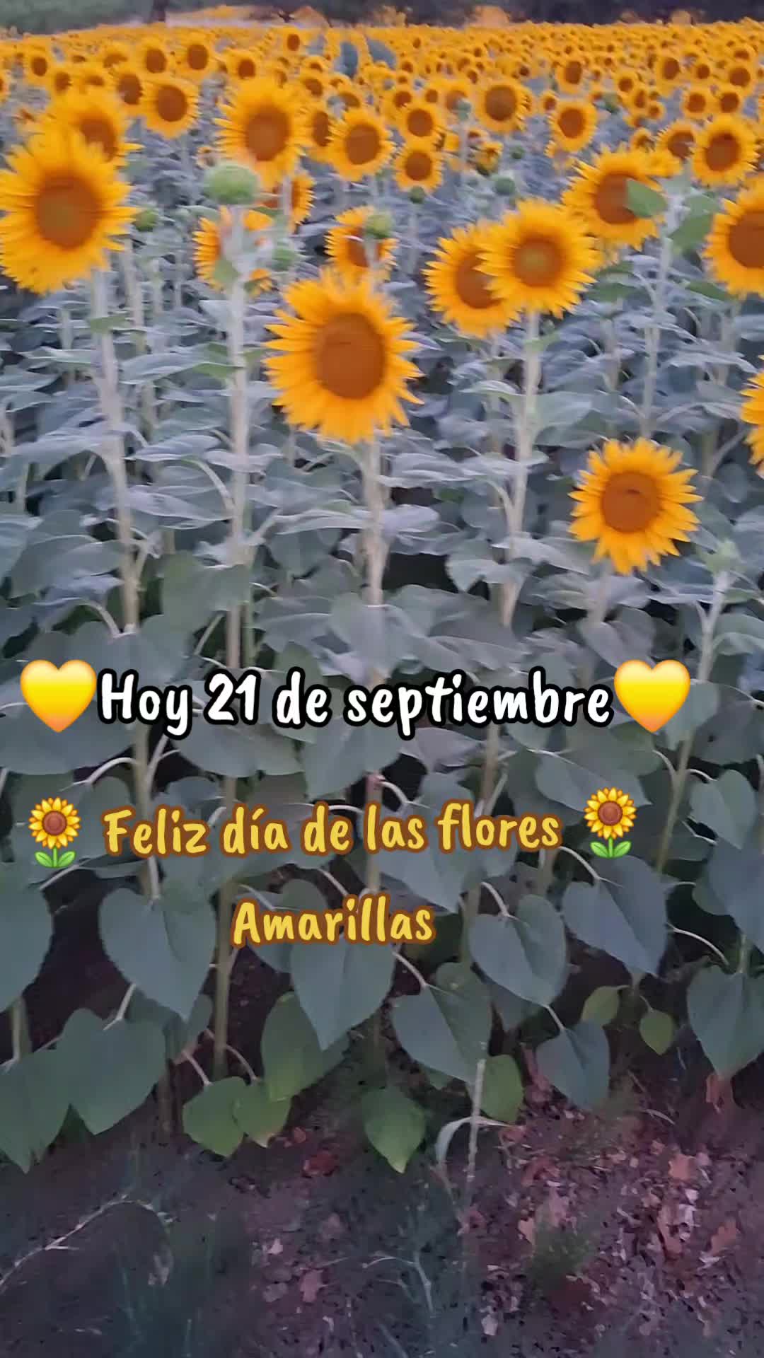 @❣️❤️💫Ely&hearts;️💫❤️❣️🍀🍀