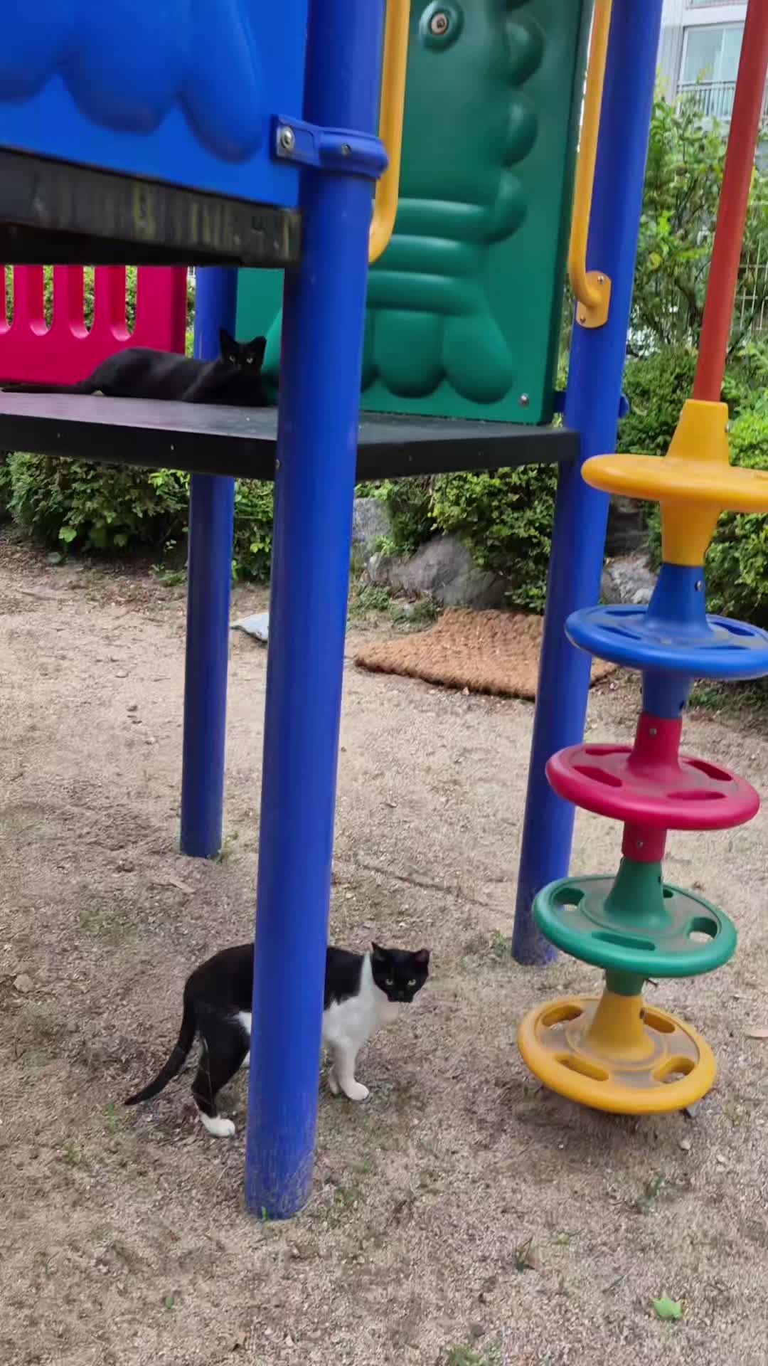 @고양이 형아