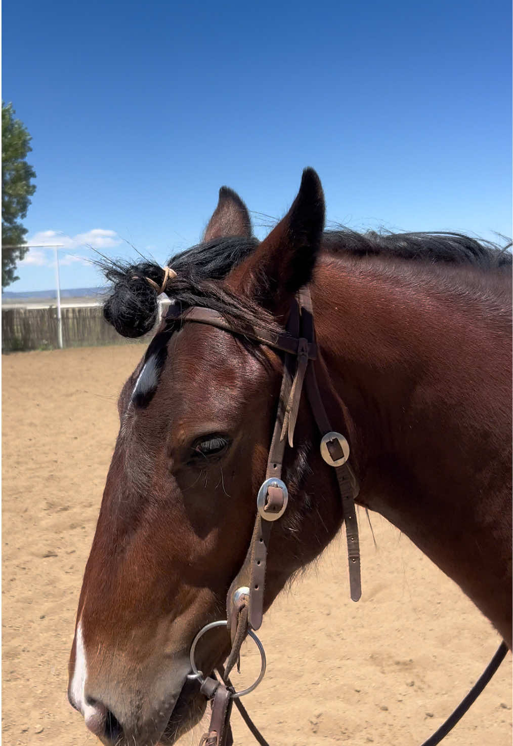 @cowgirlcommentary