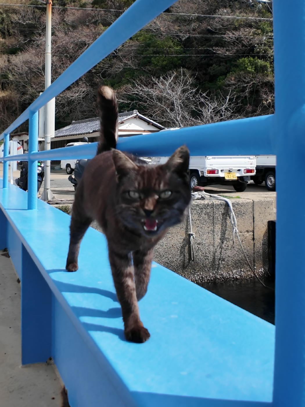 @感動猫動画
