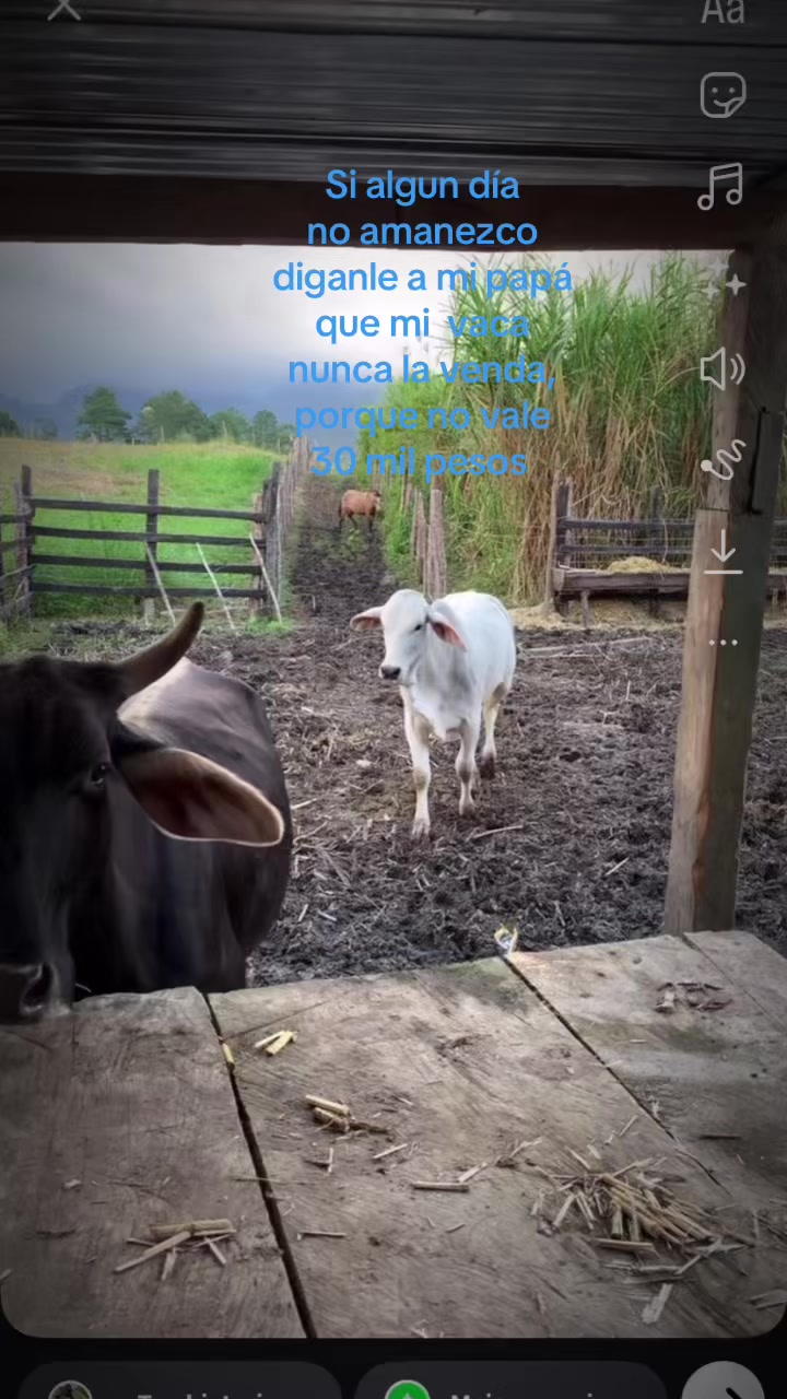 @karenramos4791