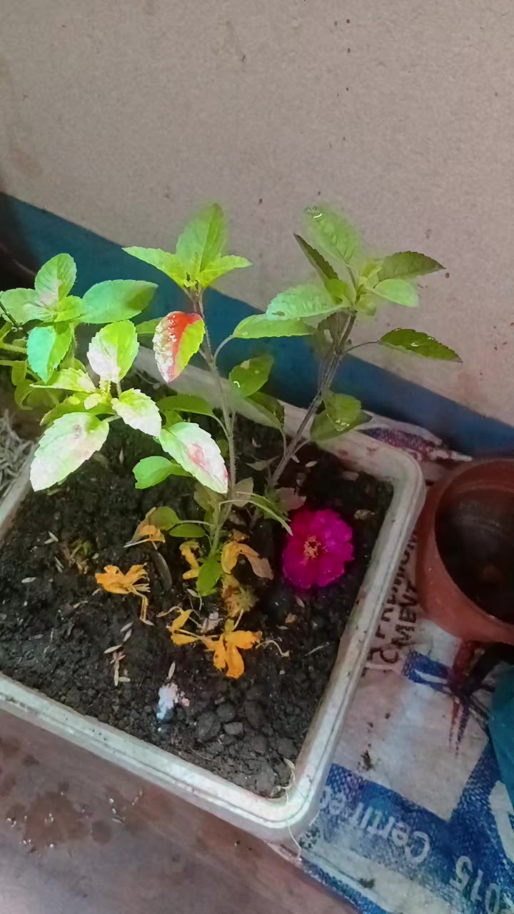 @Rupa Khanal poudel
