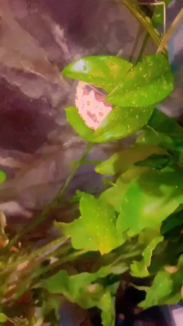 @توته ملتوته🍓☺️✌️