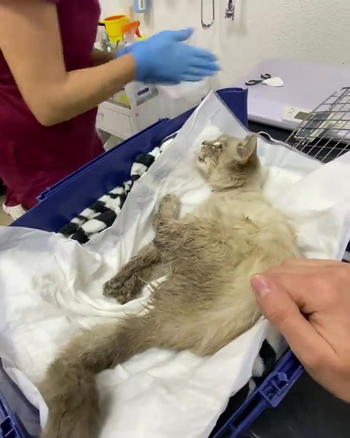 @Pamela rescue cats