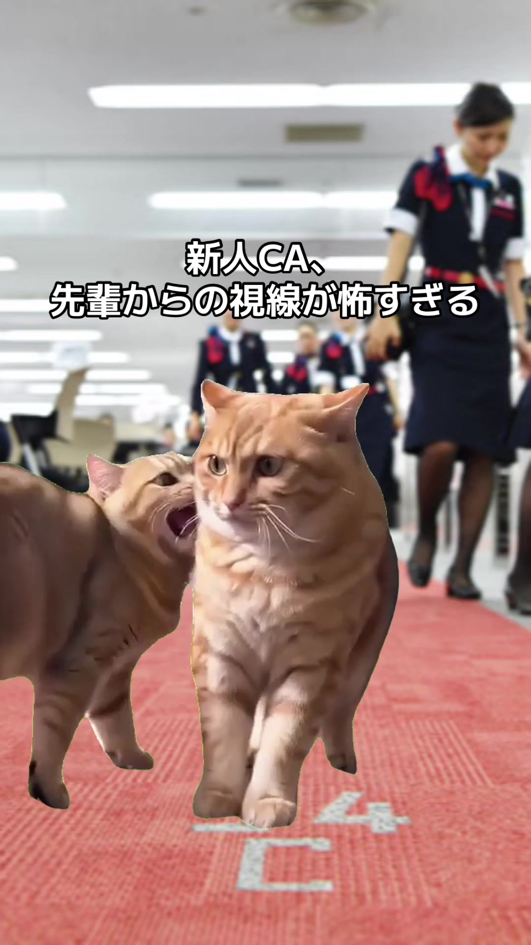 @DJ系CA