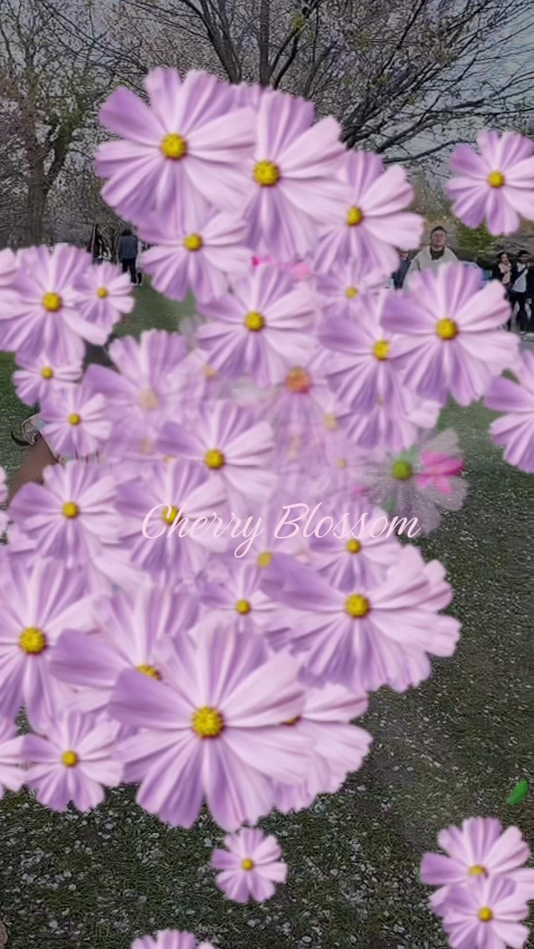 @🦋Sujitha❤️ vijayaruban ❤️🦋🦋