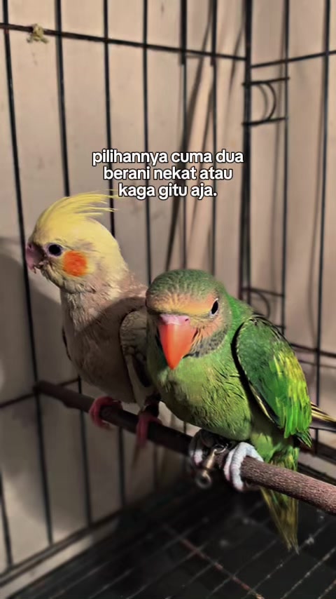 @Seputar Burung Free Fly