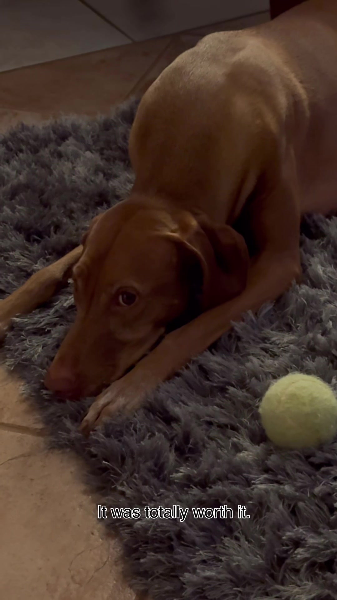 @Brookie The Vizsla