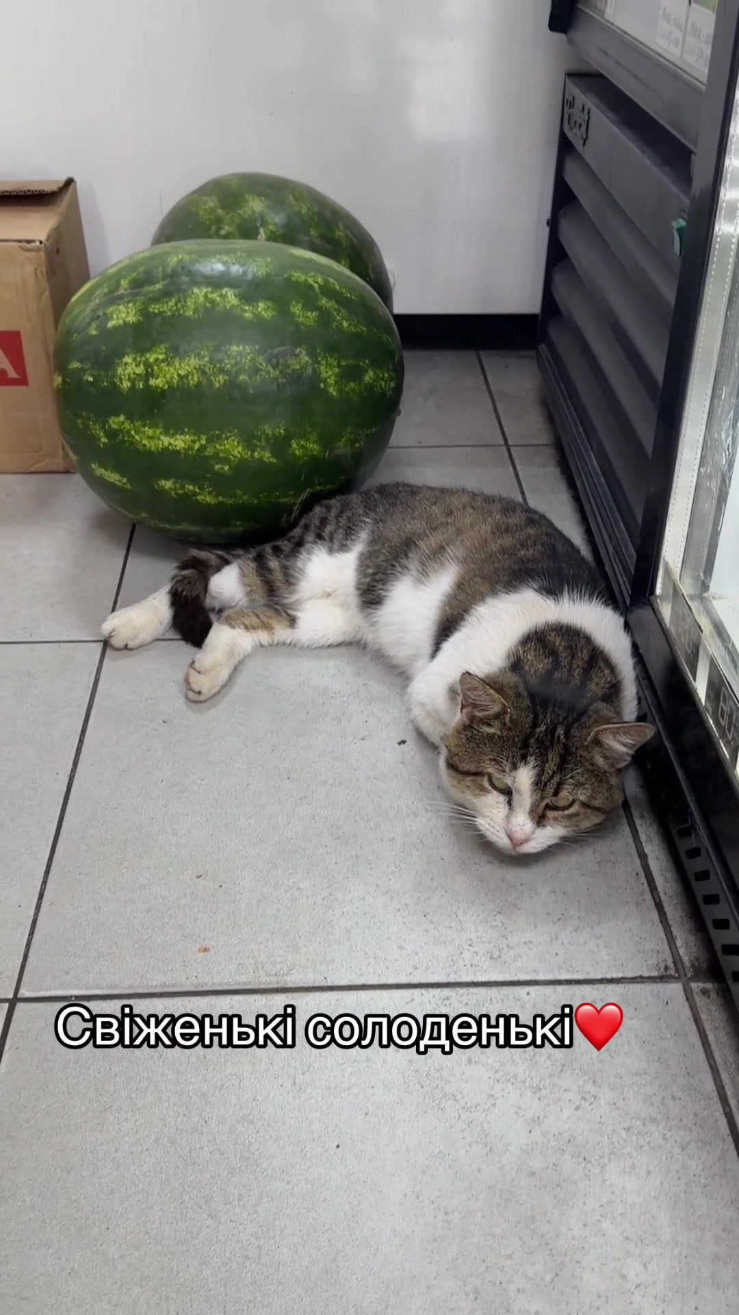 @Магазин «Авокадо» and Мурчік🐱