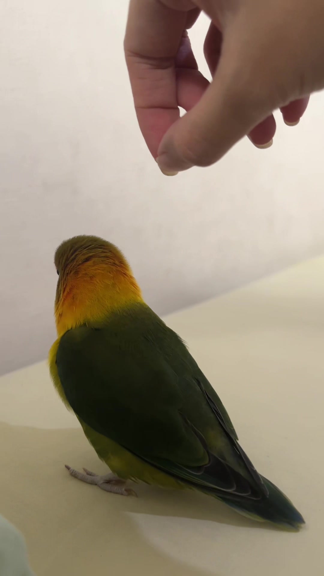 @Birdo and BB