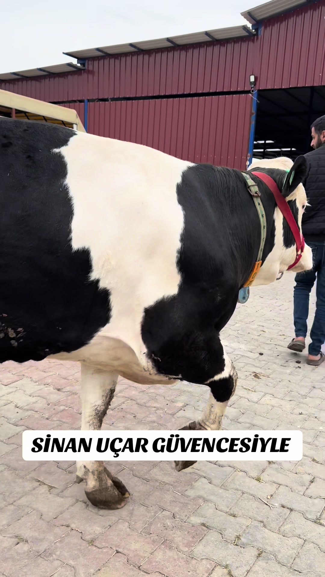 @CELEP SİNAN UÇAR