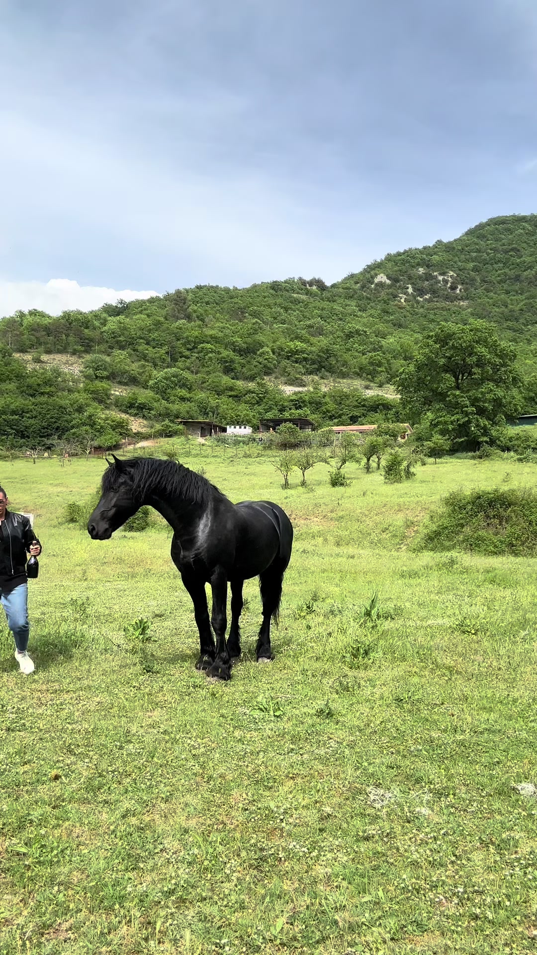 @black_the_friesian