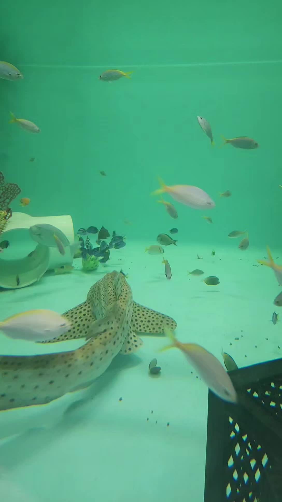 @Cuttle Aquarist