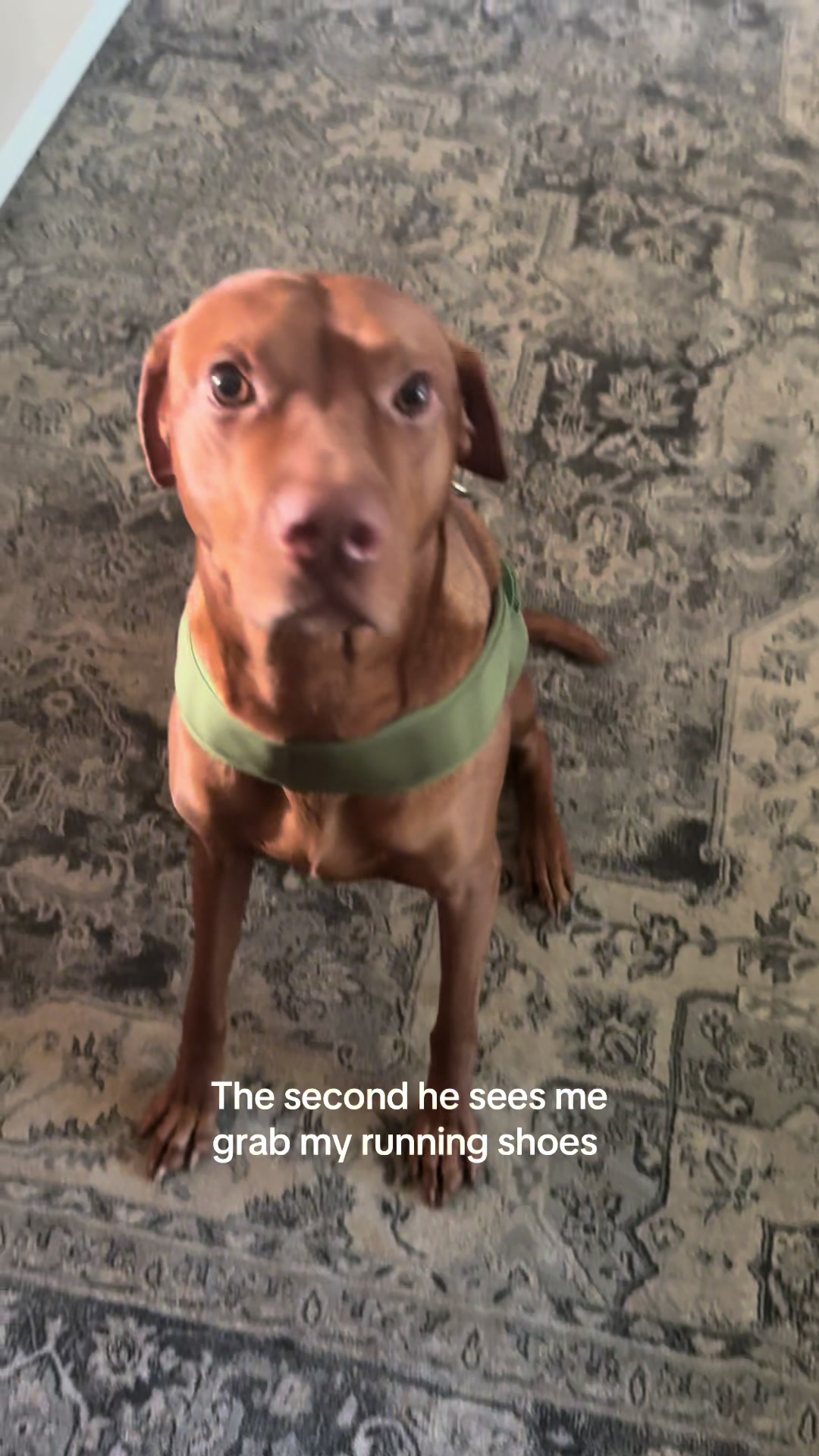 @Tycho the vizsla