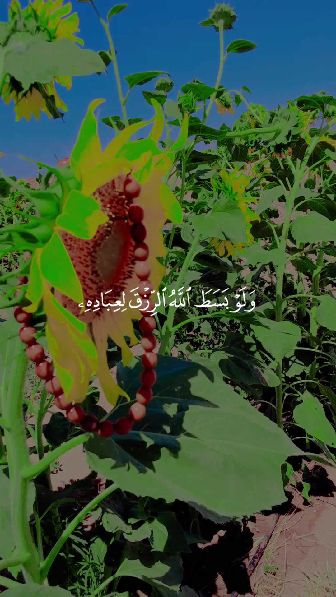 @علي الخالد