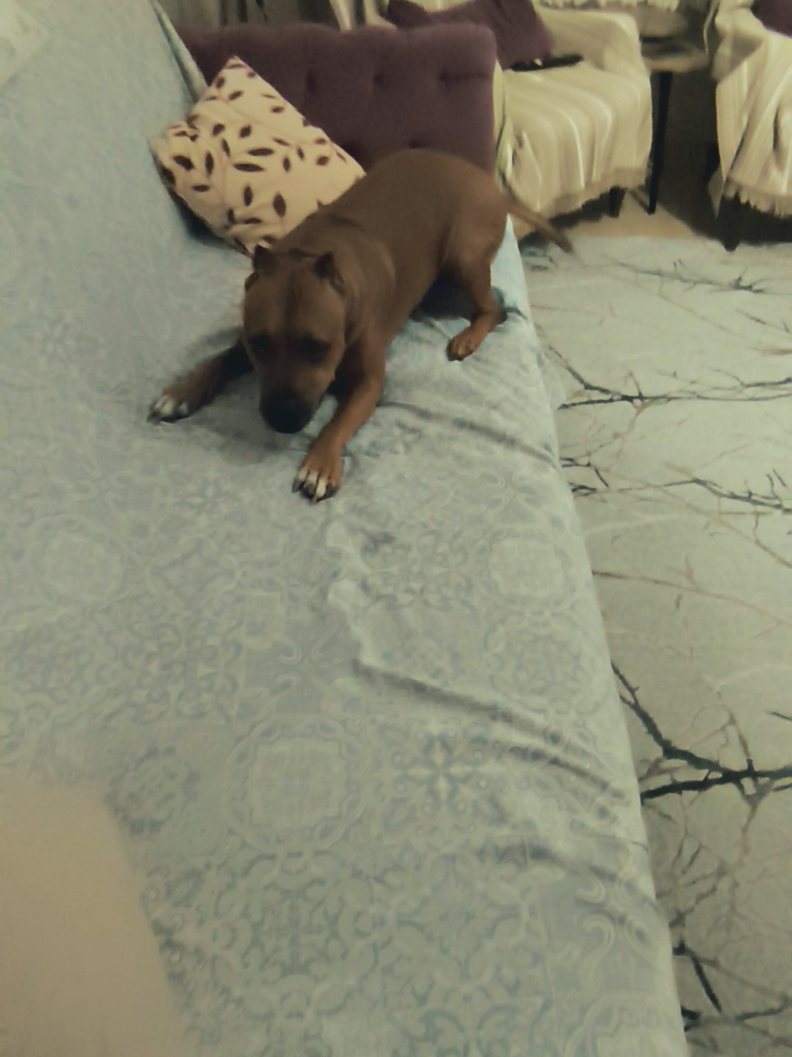 @pitbulll👑