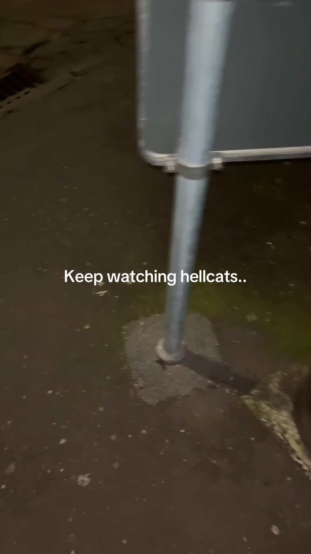 @hellste cats
