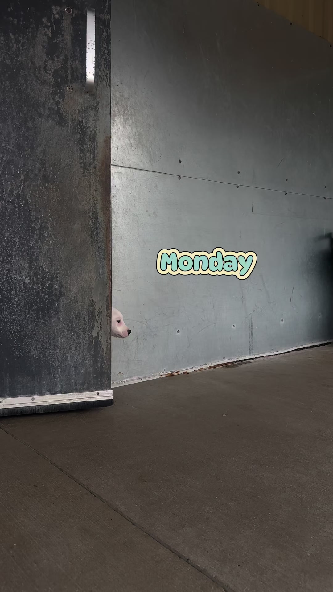 @CambridgeHumaneSocty