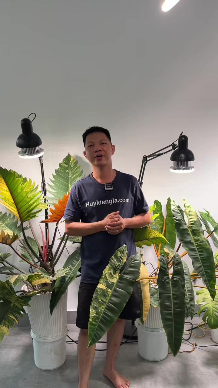 @Huy Kiểng L&aacute;