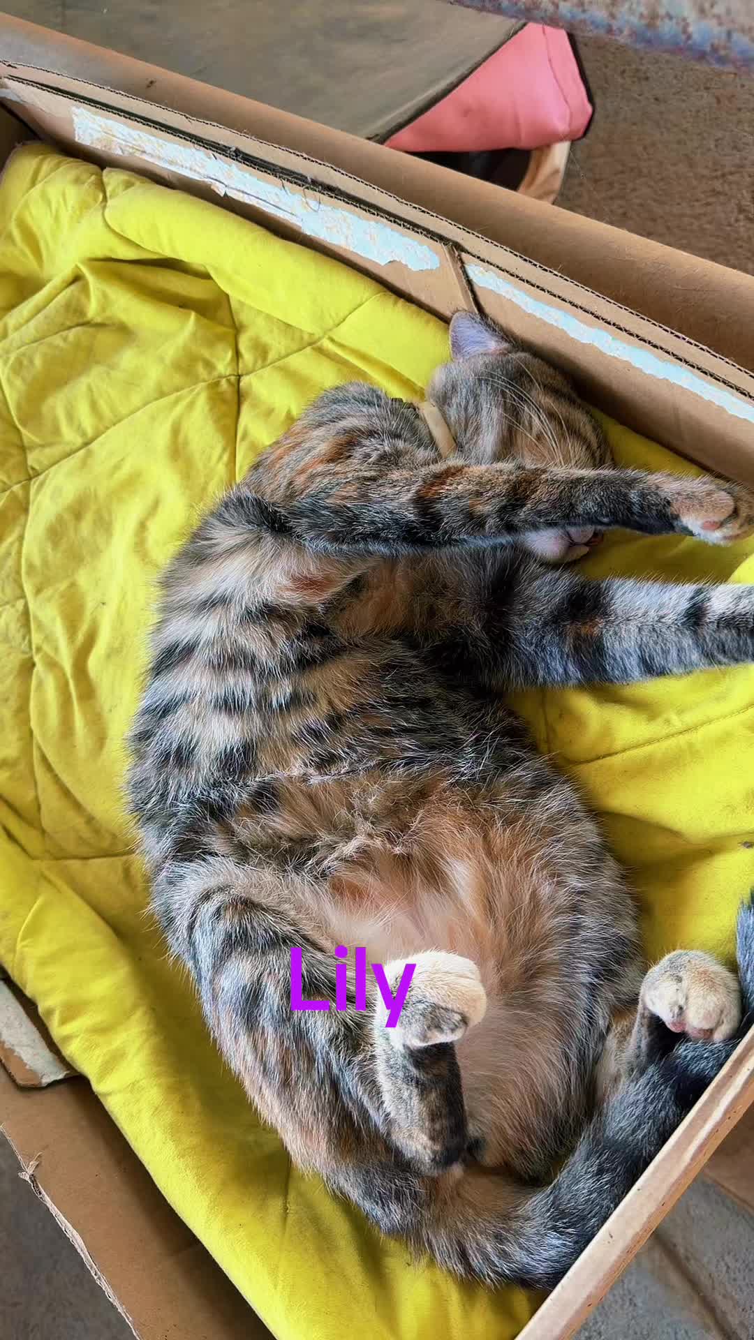 @Amri Gatitos