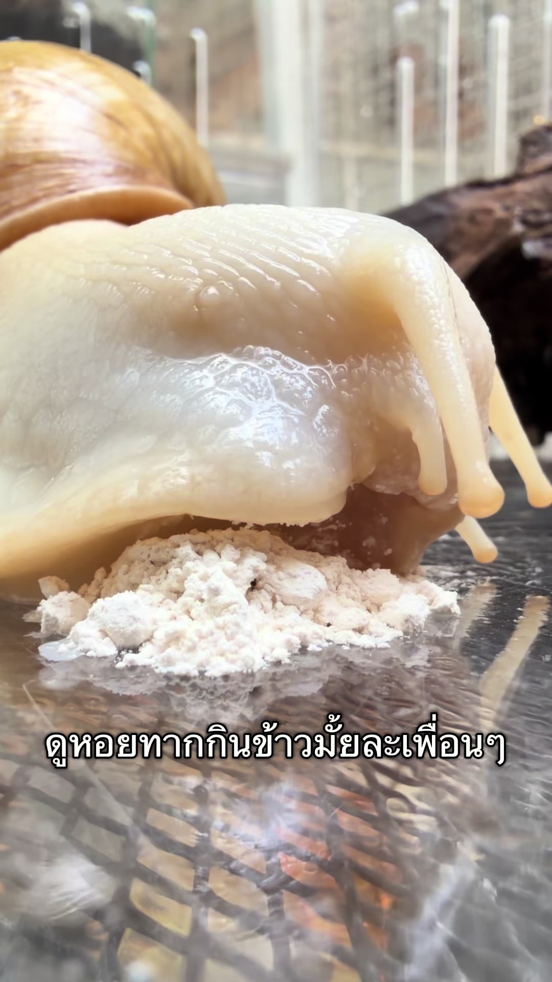 @ชิชาและคาเฟ่สัตว์ของเค้า