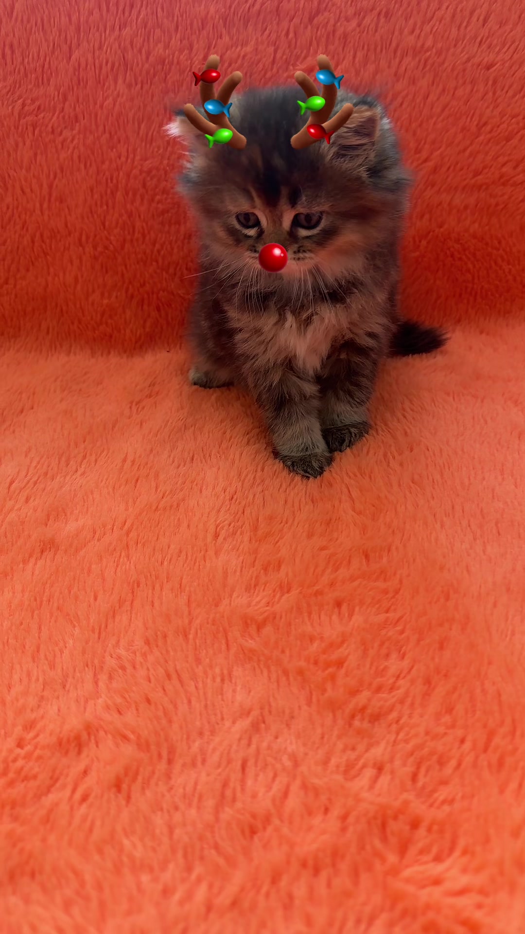 @cat.sheri.kittens