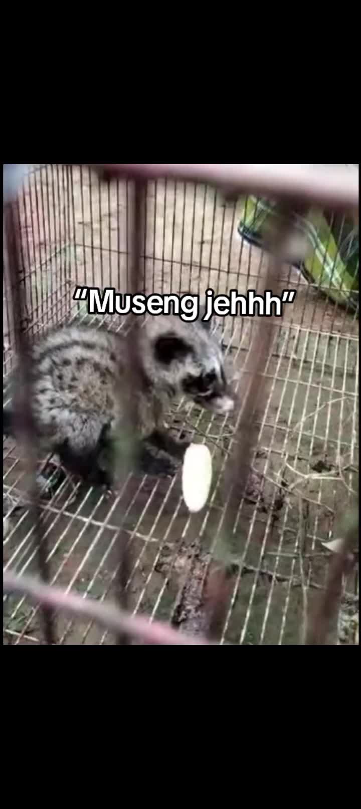 @jasjus mirami