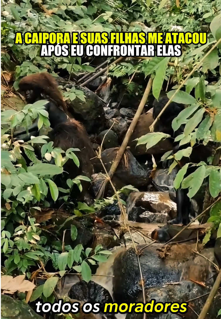 @felpzoficial