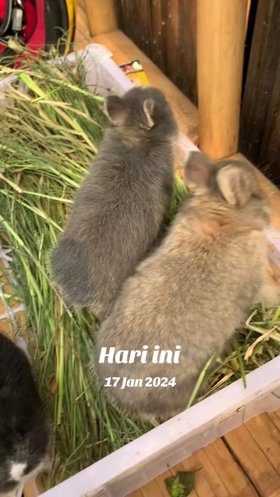 @STR Bunny✨