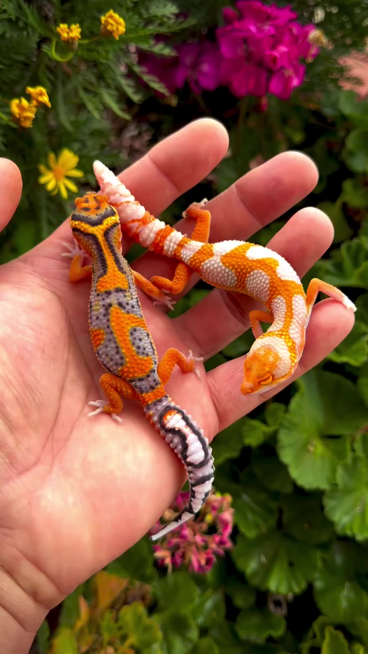 @Morph Reptiles