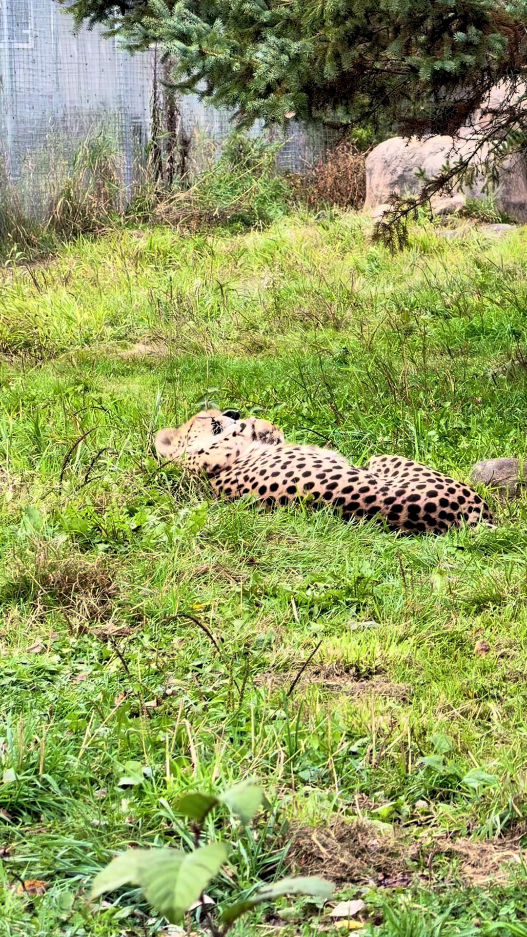 @The Wildcat Sanctuary