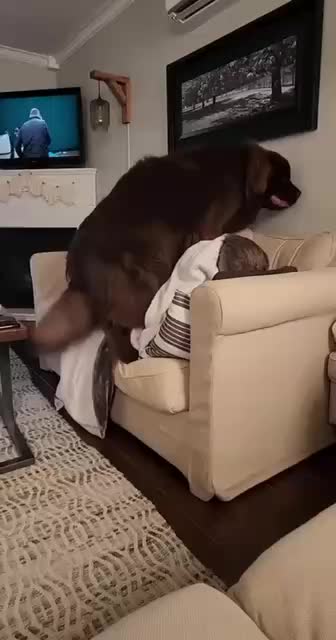 @Charlee The Cane Corso