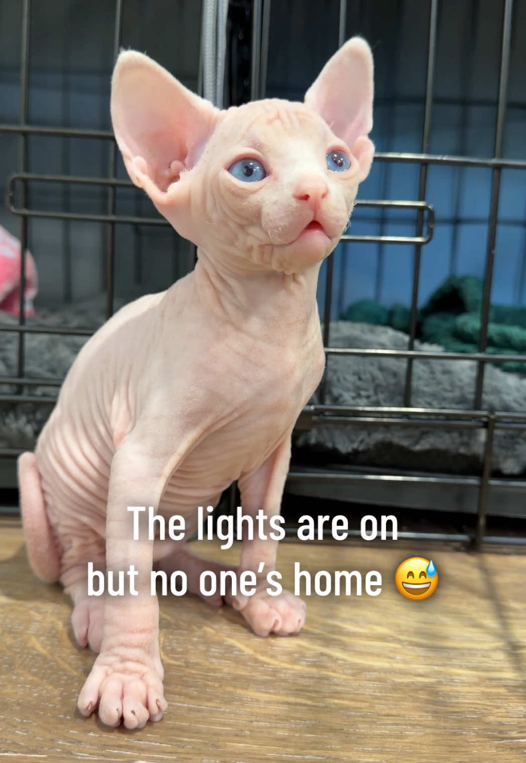 @Boba’s Buds Minskin Cats