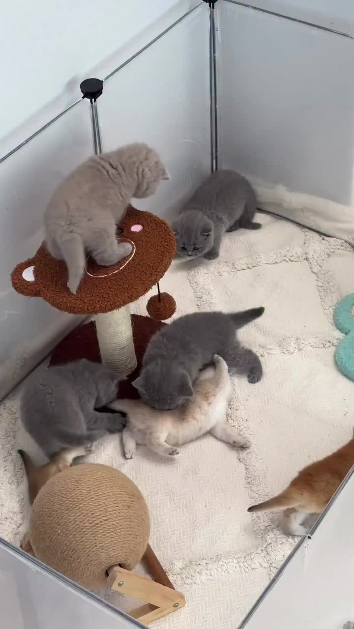 @Chonky World Of Cats