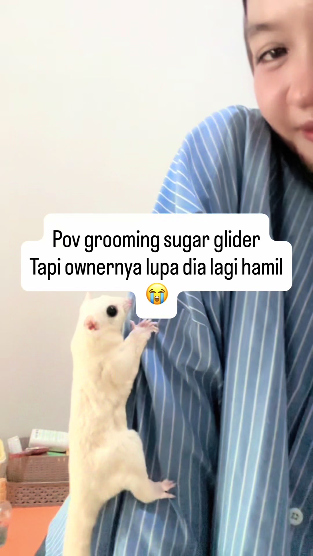 @FaenCattery