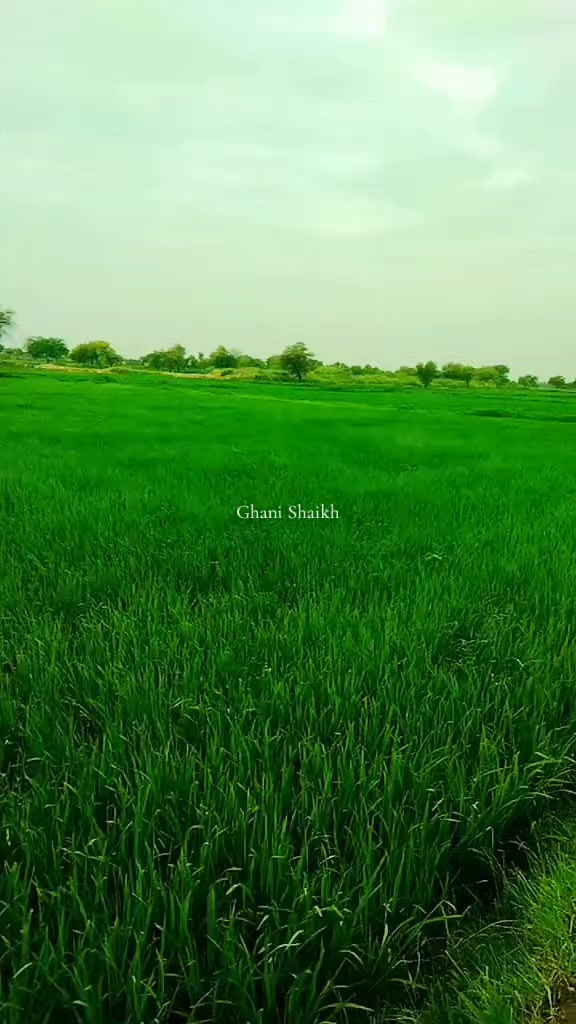 @Abdul ghani shaikh 🌹🌹🌹
