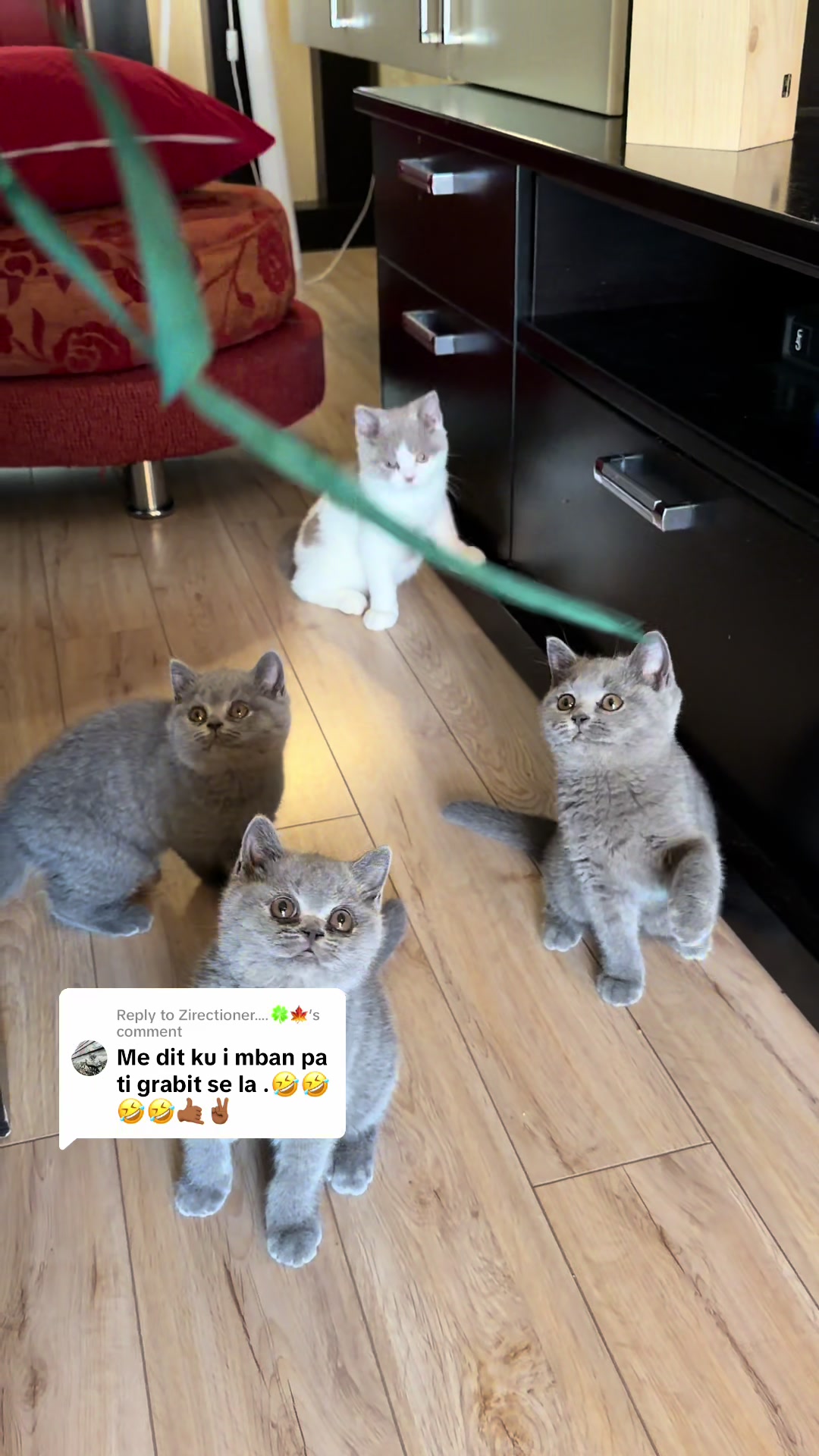 @Lako&rsquo;s_british_cattery