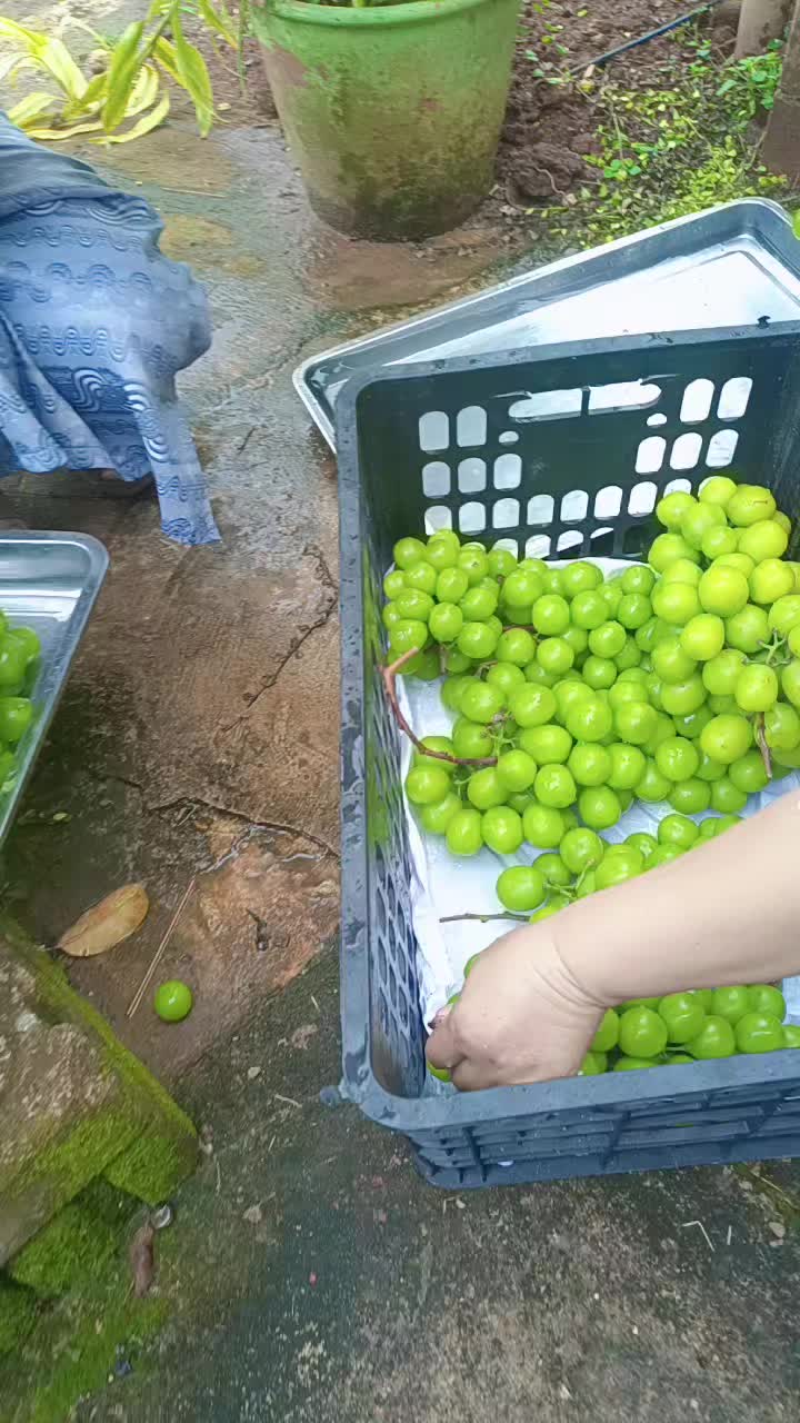 @นางฟ