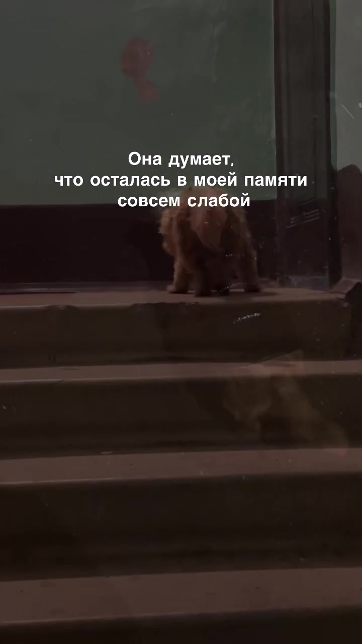 @lolik.vibe