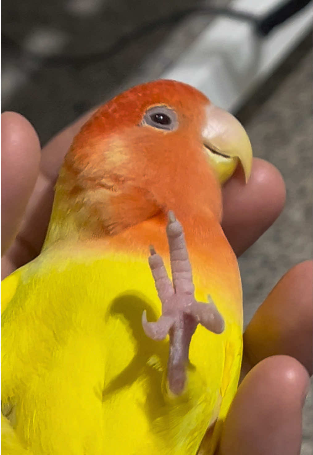 @crisaandbirds