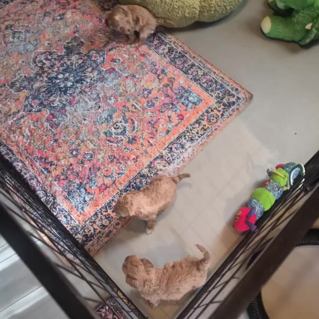 @Barb's Precious Pups