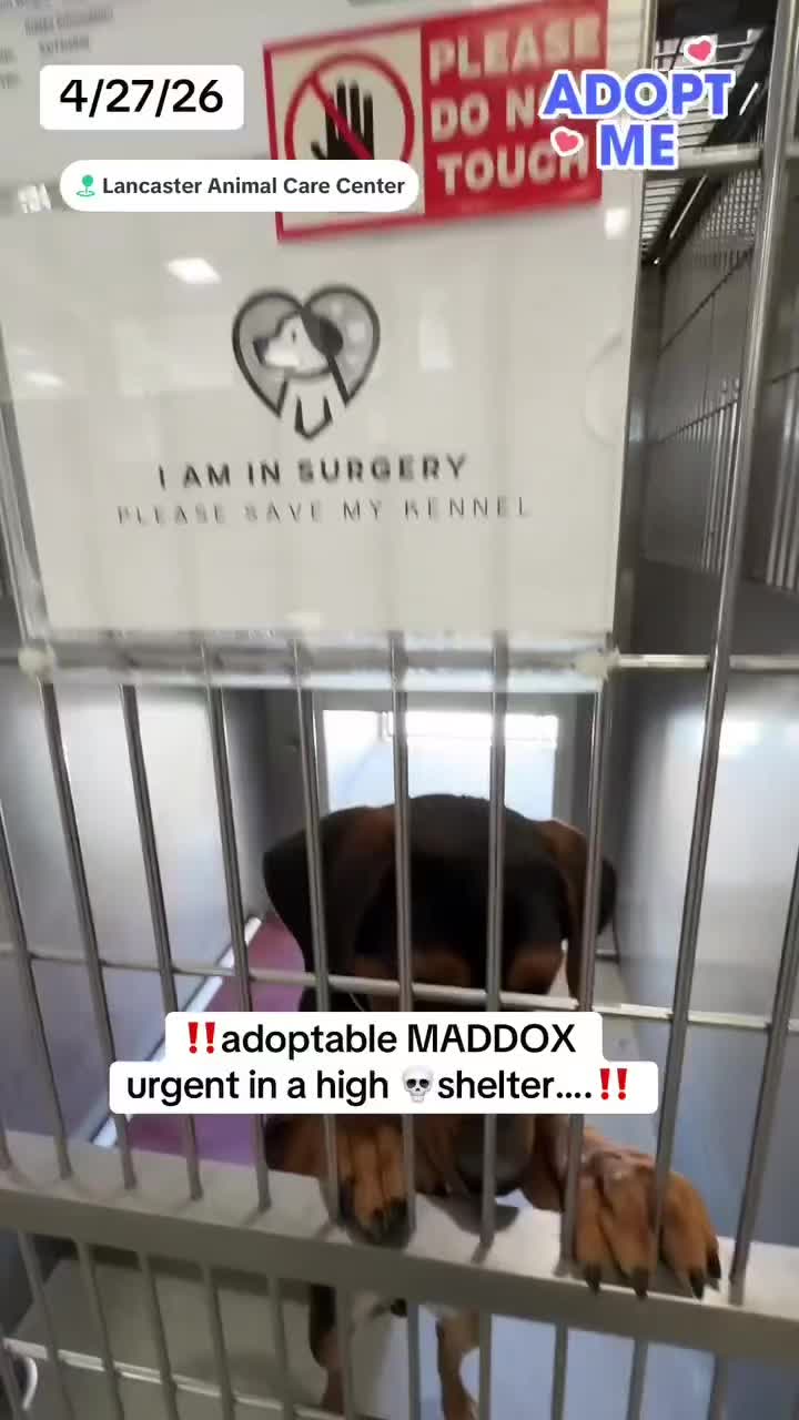 @Saving Mastiffs